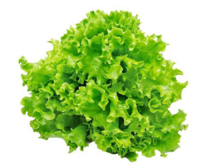 Zelena salata